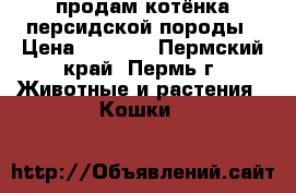 продам котёнка персидской породы › Цена ­ 2 500 - Пермский край, Пермь г. Животные и растения » Кошки   
